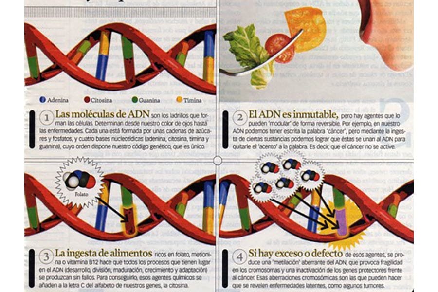 ADN y alimentación